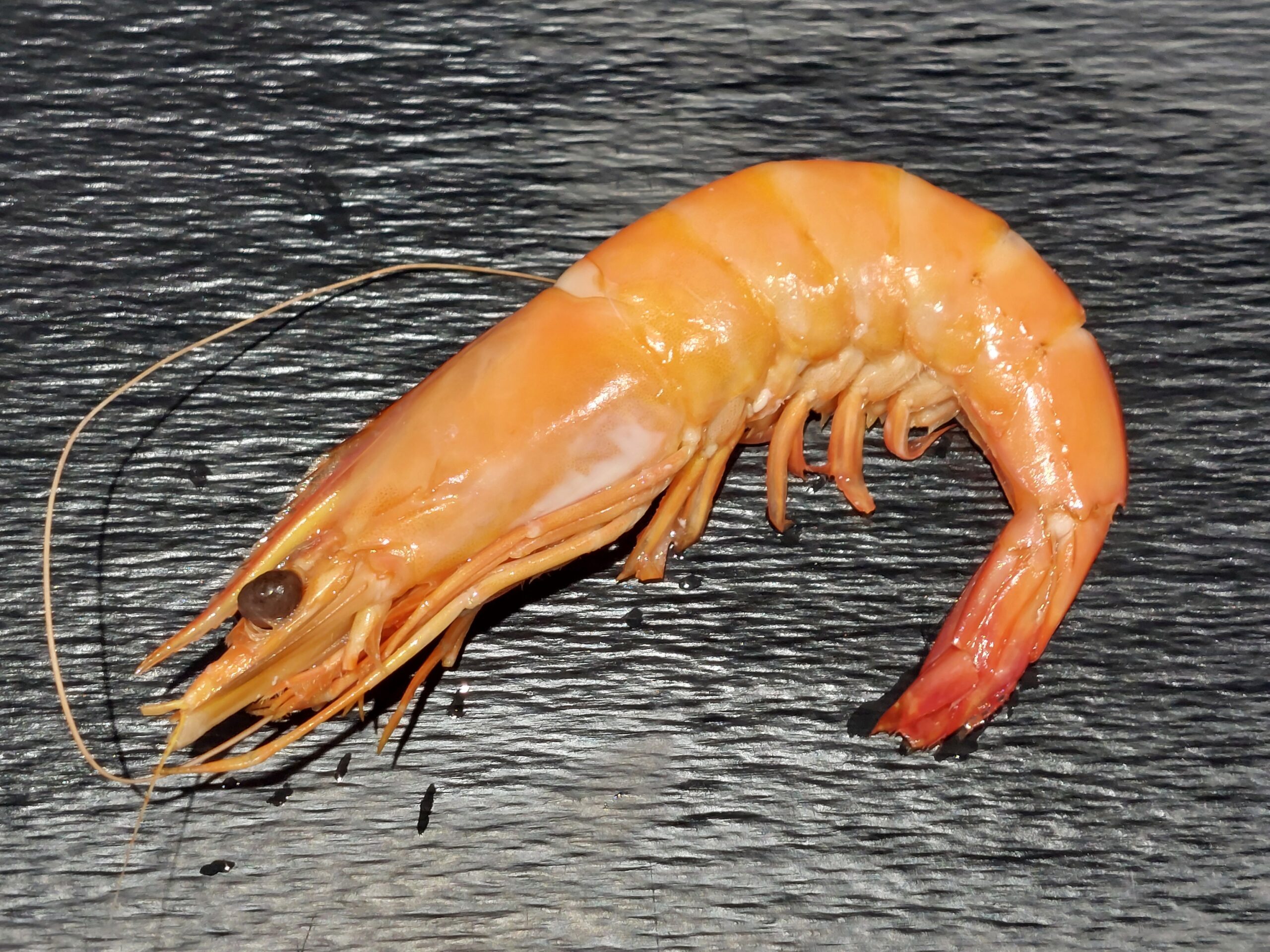 gambas bio